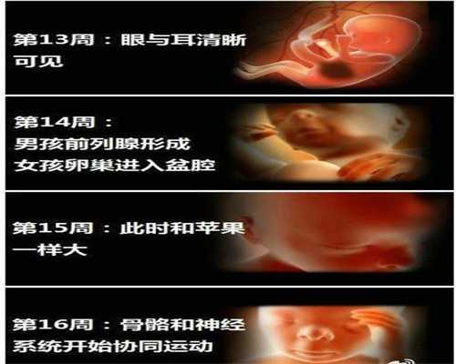 代孕双胞胎监护权_2020年代孕价格是多少_试管代孕需要注意什么